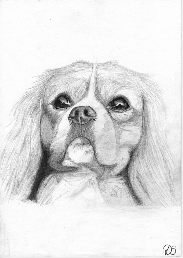 Dog Drawing - Cavalier King Charles Spaniel 2 by David Smith