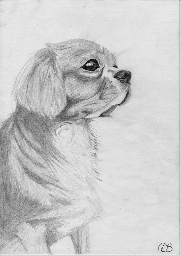 Dog Drawing - Cavalier King Charles Spaniel 3 by David Smith
