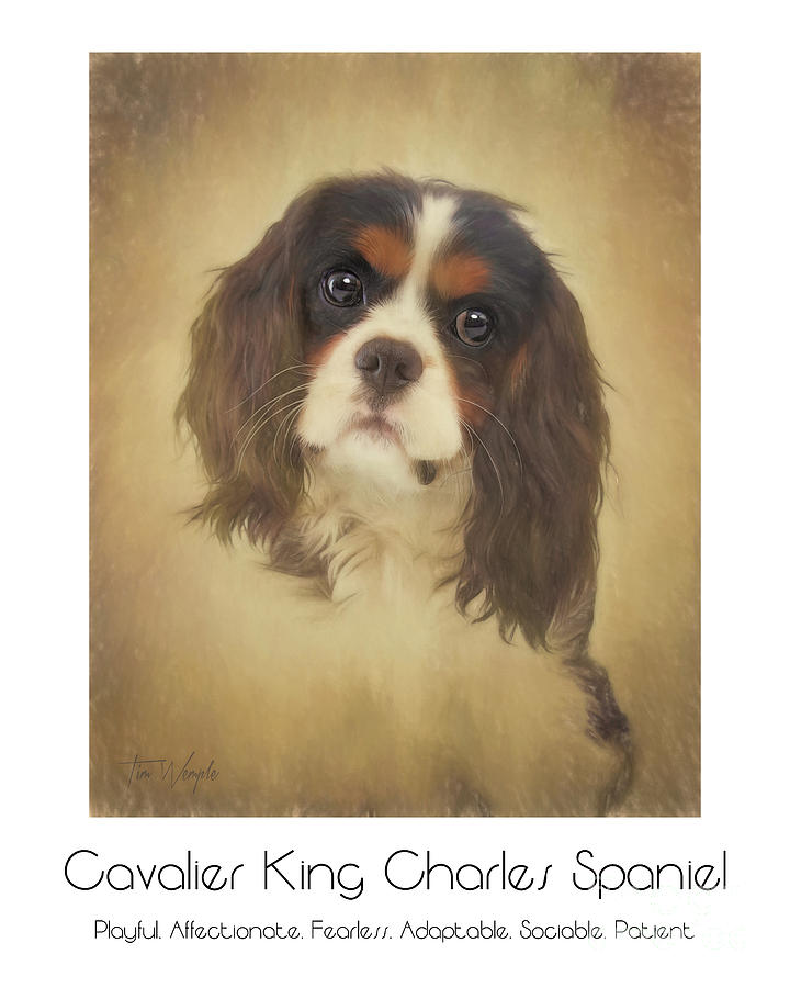 Cavalier King Charles Spaniel Poster Digital Art by Tim Wemple