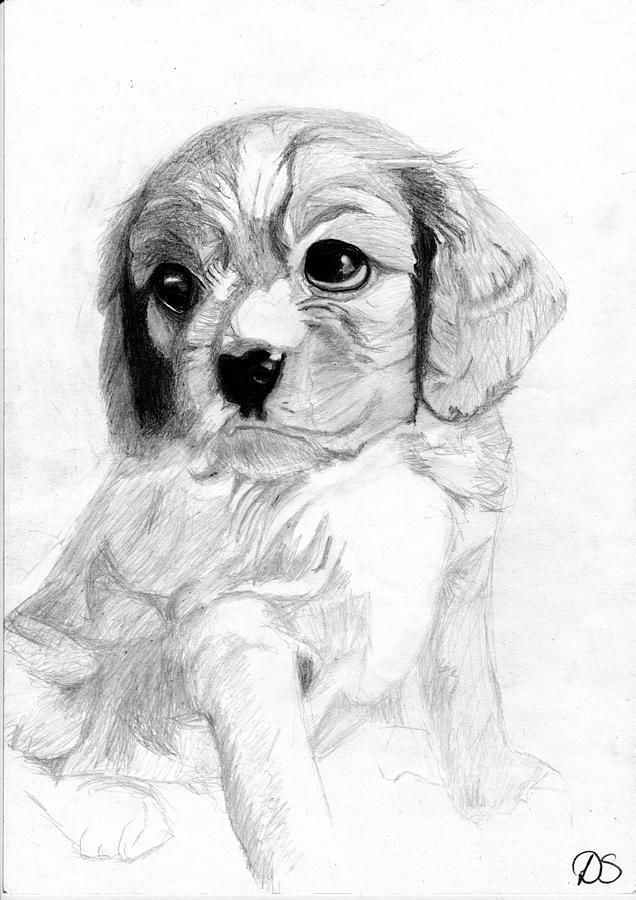 Dog Drawing - Cavalier King Charles Spaniel Puppy 2 by David Smith