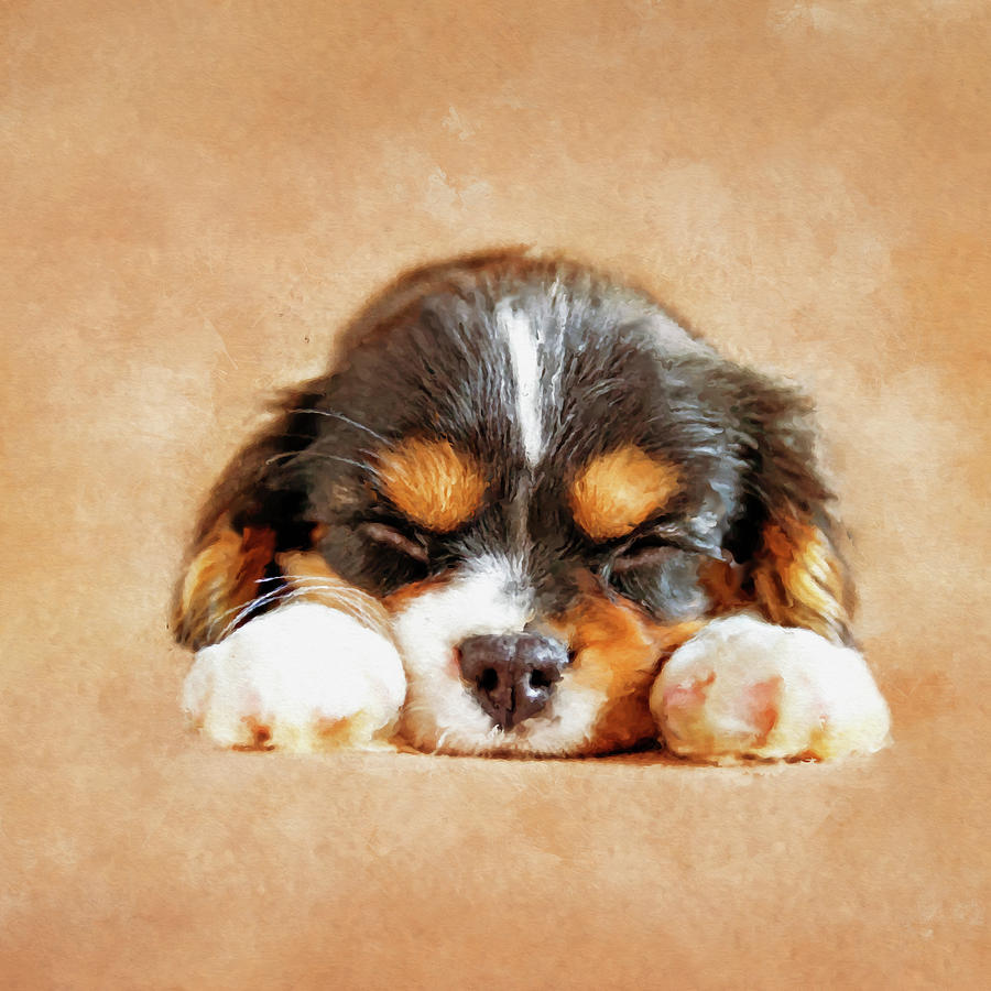 Cavalier King Charles Spaniel Puppy Digital Art By Creativemotions