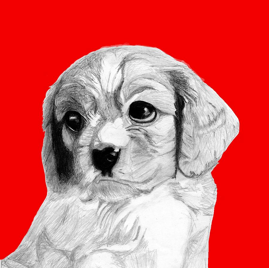 Dog Drawing - Cavalier King Charles Spaniel Puppy in Red by David Smith