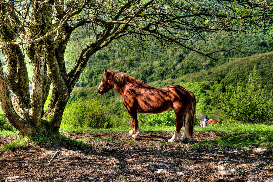 Cavalla Plains Horse - Cavallo Al Pian Della Cavalla Photograph by Enrico Pelos