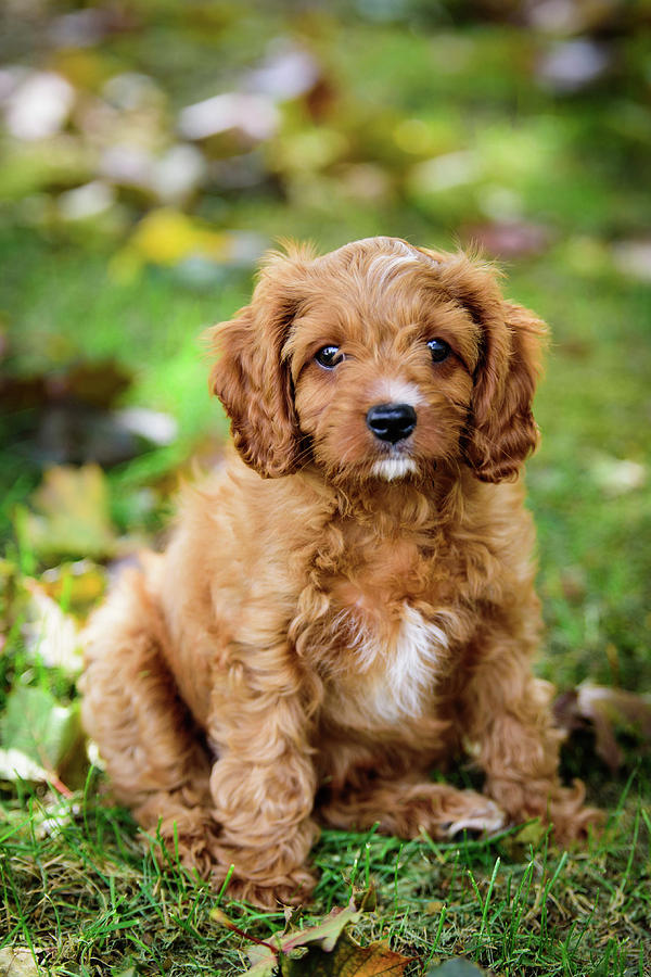 at what age is a cavapoo full grown