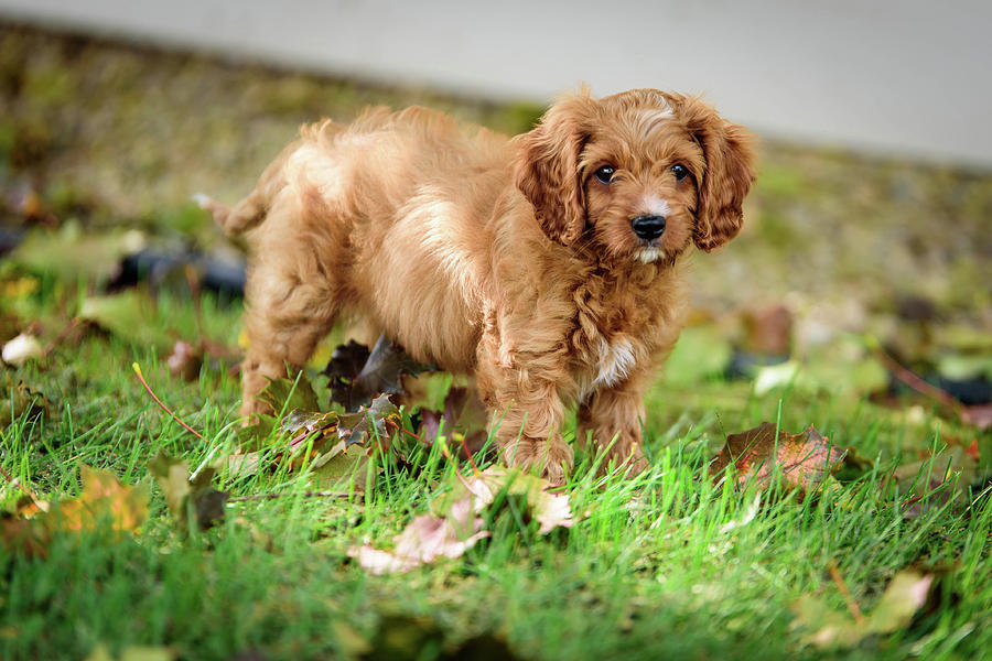 Cavapoo Puppy 8 Photograph by AMB Fine Art Photography - Fine Art America