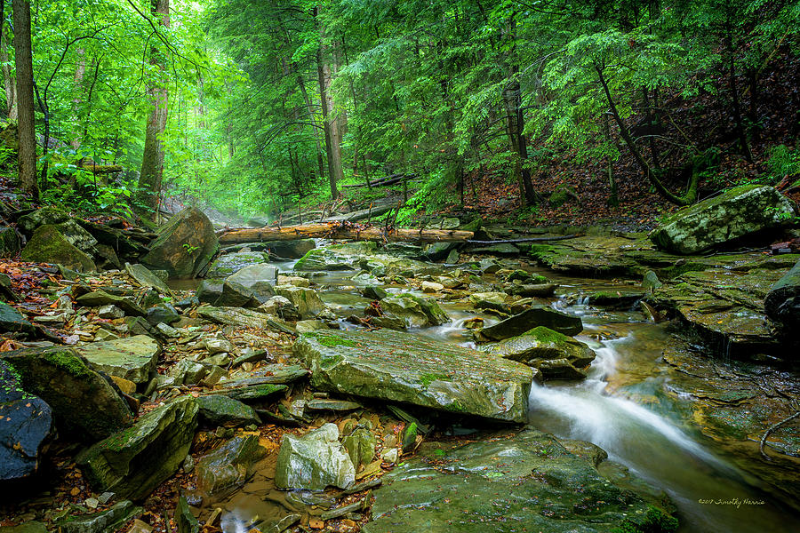 Cave Branch After a Spring Shower by Timothy Harris Cave Branch After a Spring Shower by Timothy Harris
