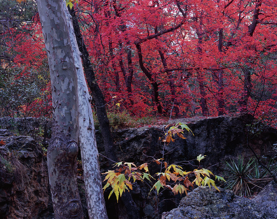Cave Creek Maples Photograph by Tom Daniel