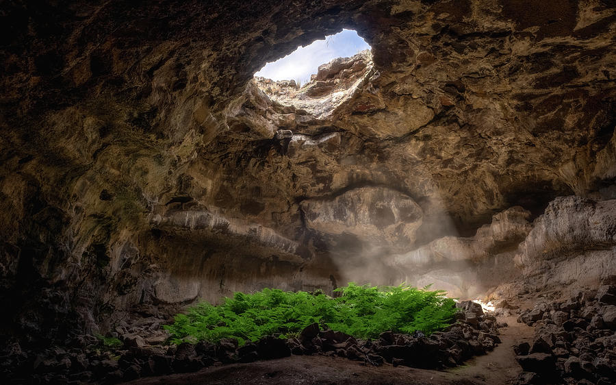 Cave Ferns Photograph by Brent Watkins | Fine Art America