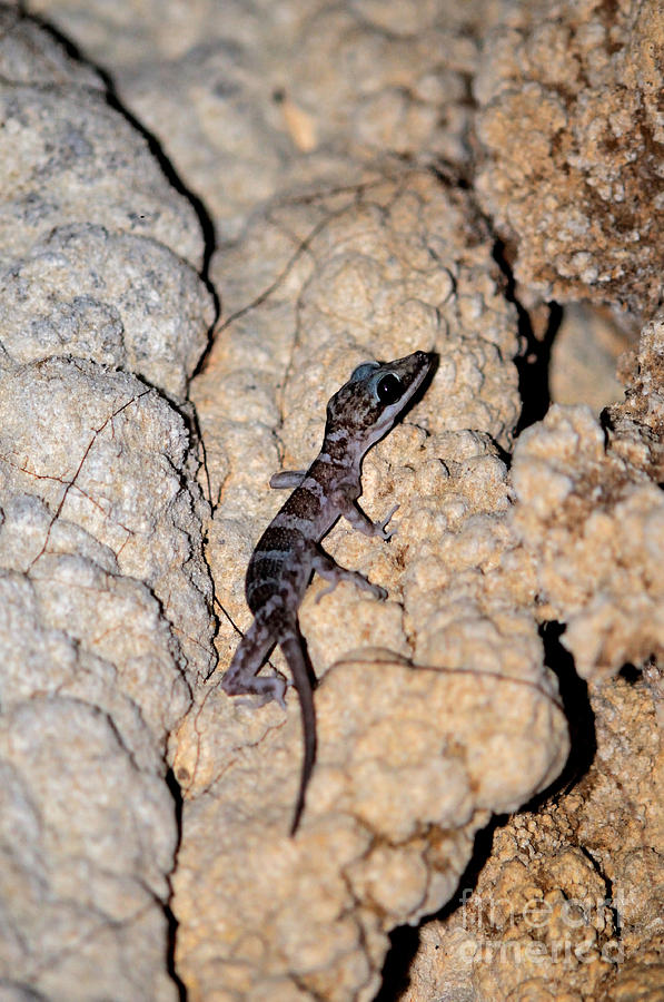 Cave Gecko Photograph by Fletcher & Baylis