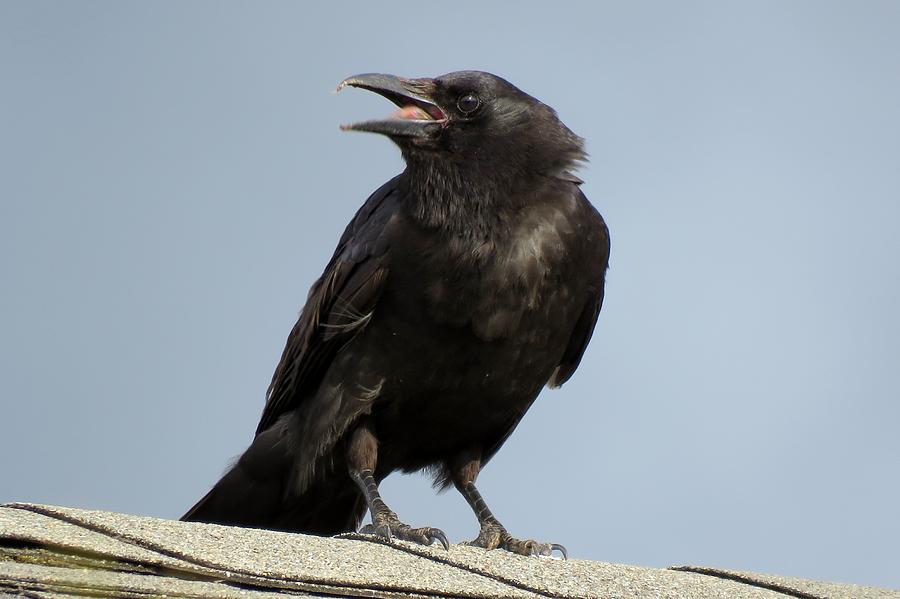 Caw, Caw Photograph by Cheryl Trudell - Fine Art America