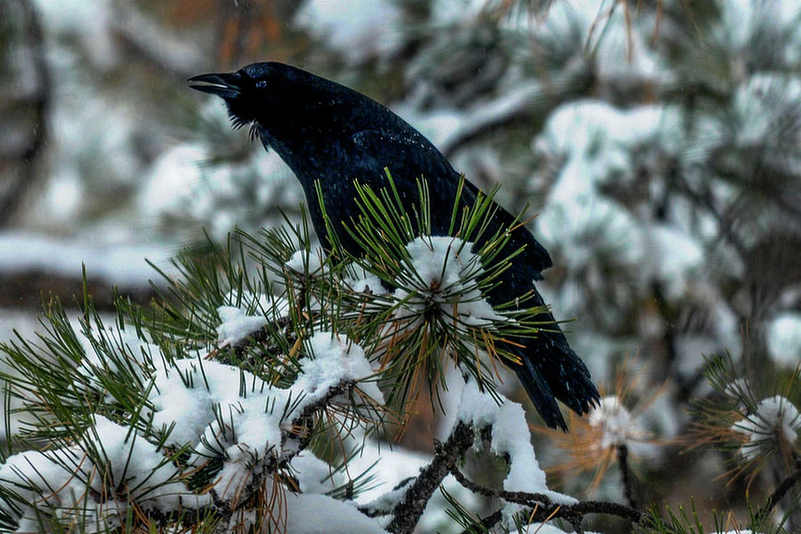Cawing Crow Photograph by Marilyn Burton