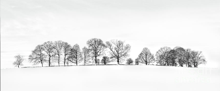 Trees On The Hill Photograph by Richard Burdon