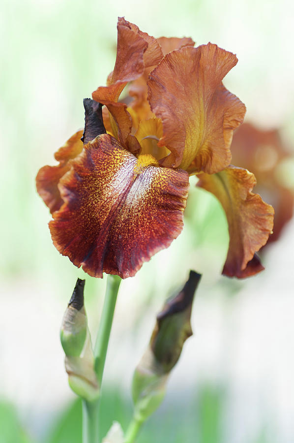 Cayenne Capers 1. The Beauty of Irises Photograph by Jenny Rainbow