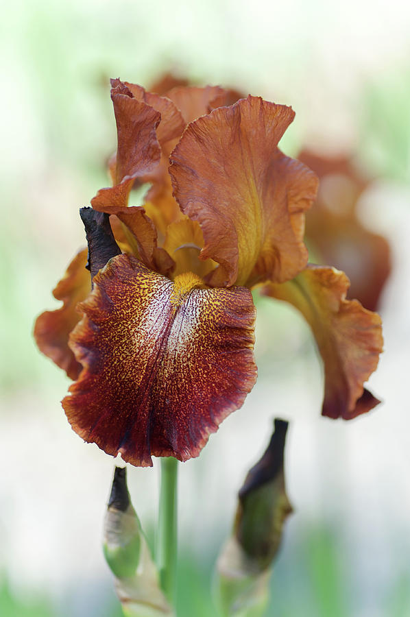 Iris Photograph - Cayenne Capers. The Beauty of Irises by Jenny Rainbow