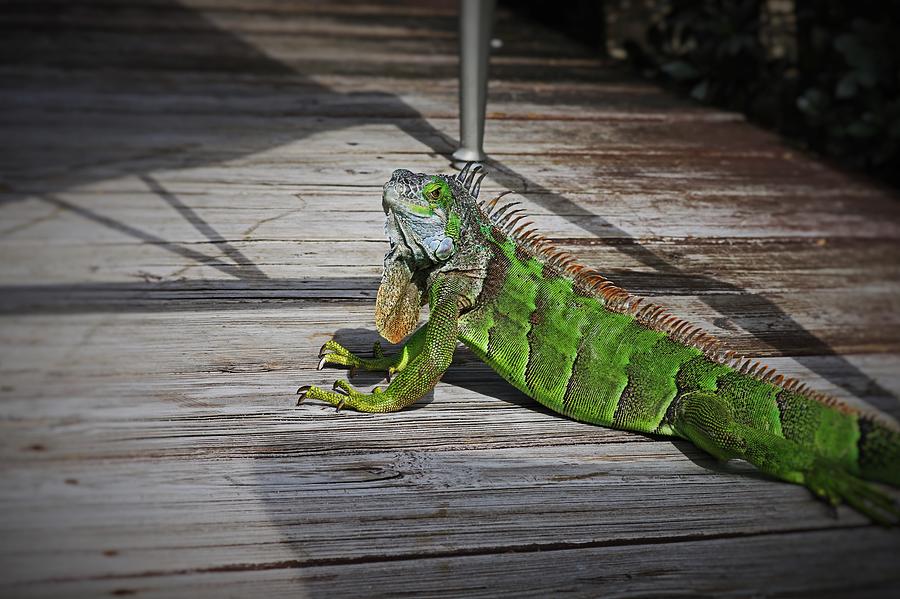 Cayman Iguana II Photograph by Michiale Schneider