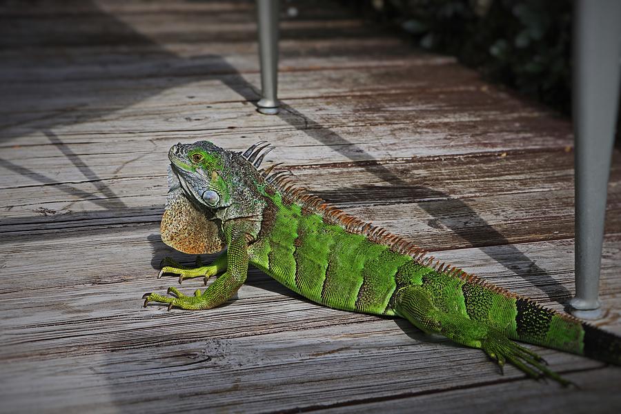 Cayman Iguana Photograph by Michiale Schneider