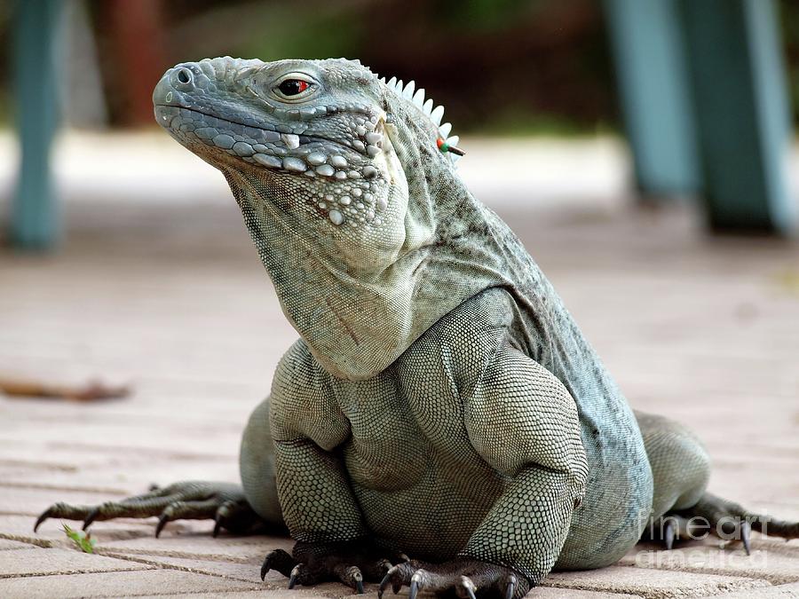 Cayman Islands Blue Iguana Photograph by James Brooker - Fine Art America