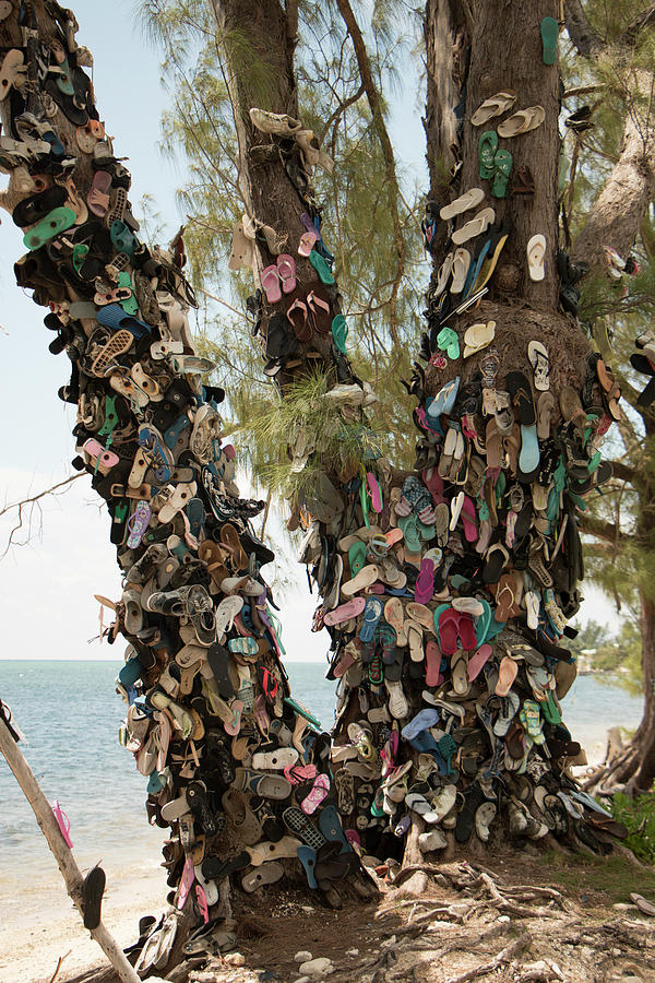 Nature Photograph - Cayman Shoe Tree by Teresa Wilson