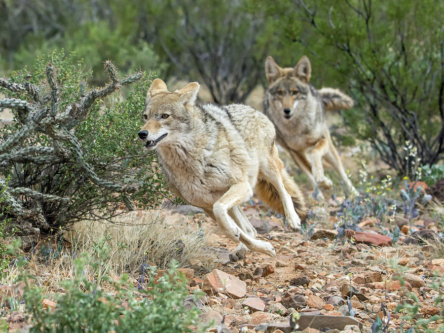 Coyote Chase Photograph by Tam Ryan