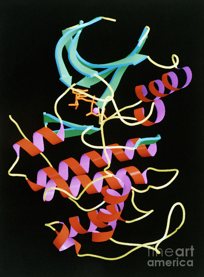 Cdk2 Protein Photograph by Science Source
