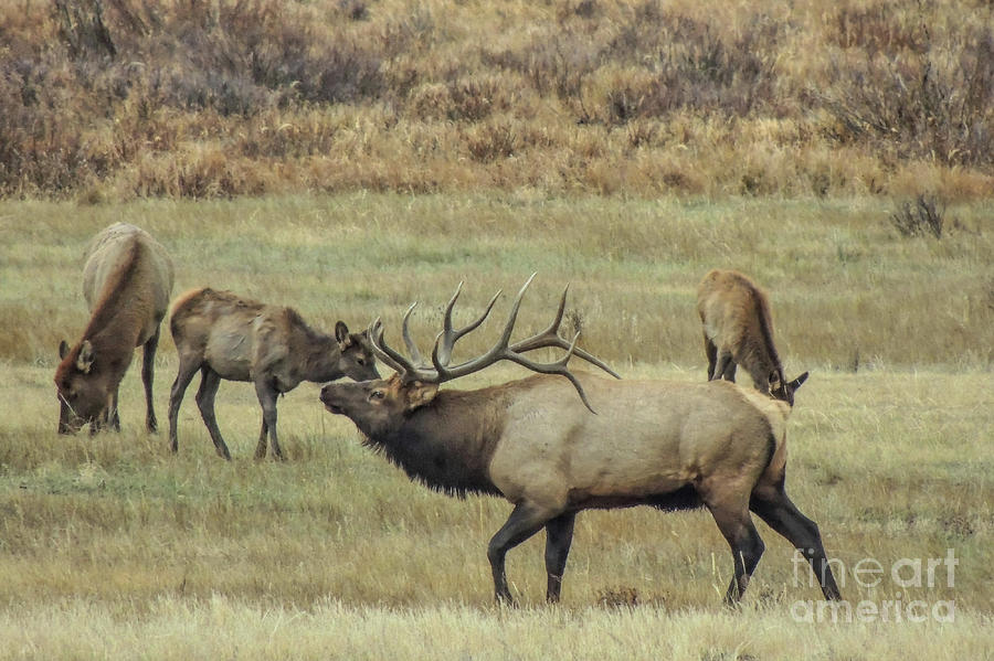 Rocky Mountain National Park Photograph - RMNP Elk by Lynn Sprowl