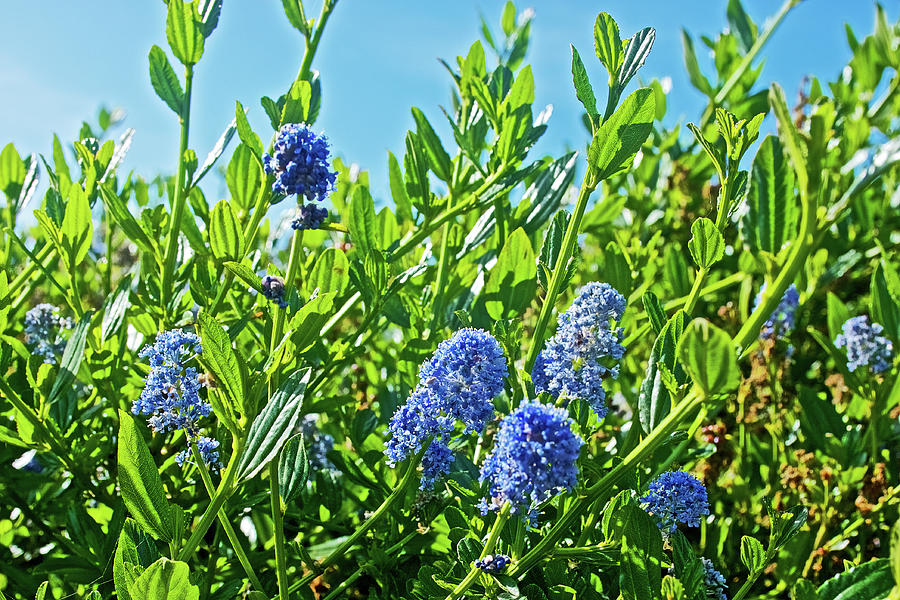 Ceanothus or CA Lilac on Muir Beach in Muir Woods National Monument, California   Photograph by Ruth Hager