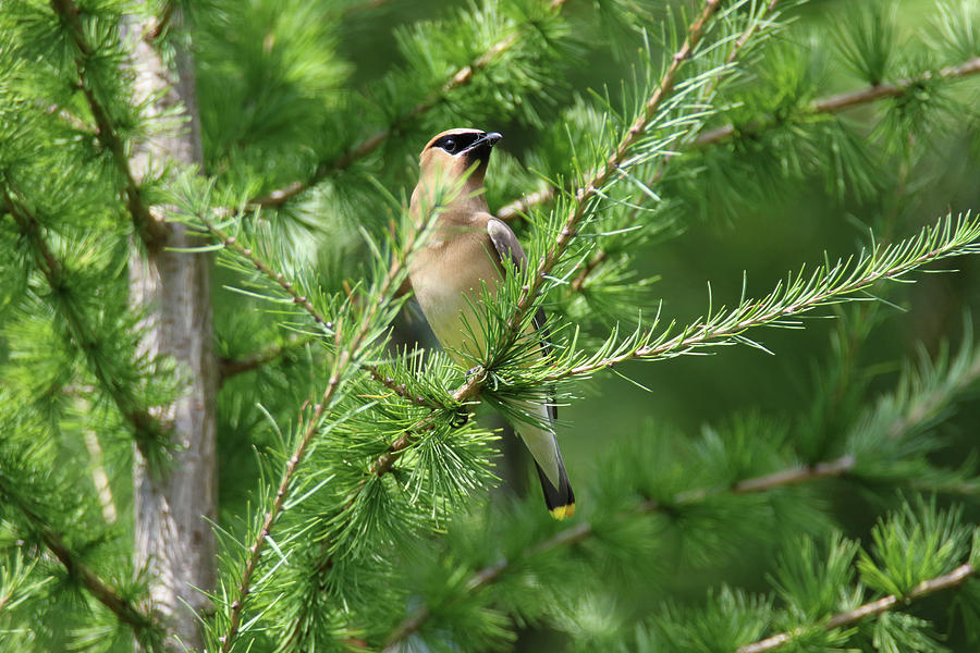 Cear Waxwing in Tamarack Photograph by Brook Burling