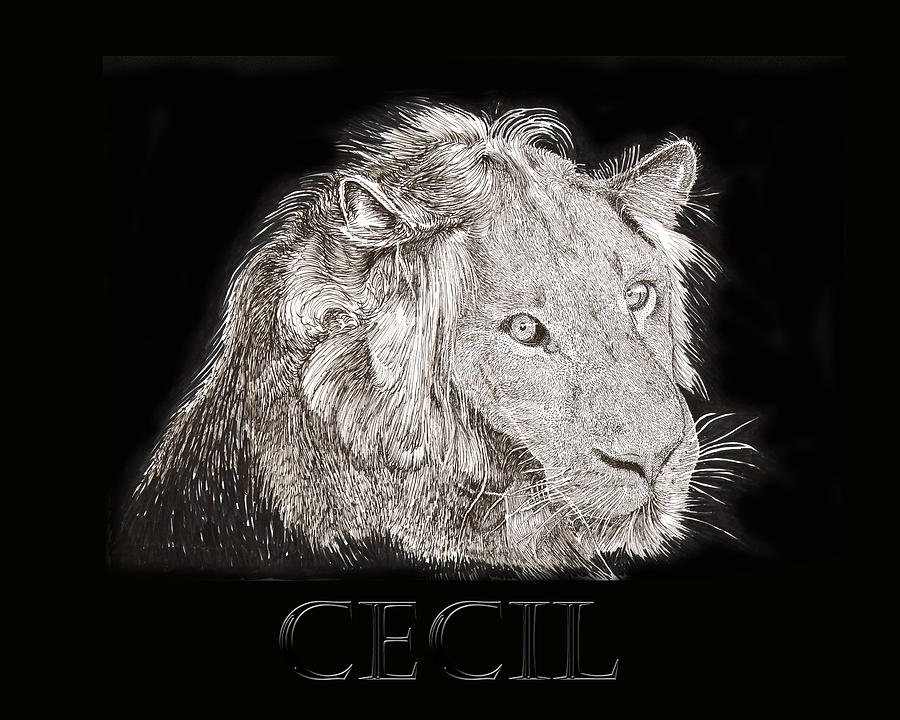 Cecil African Lion R I P  Drawing by Jack Pumphrey