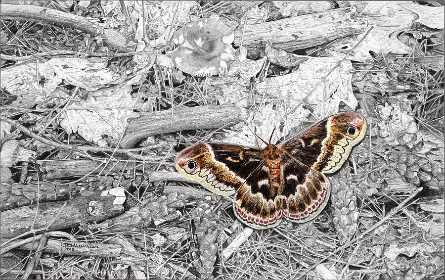 Moth Drawing - Cecropia Moth by Don Macmillan