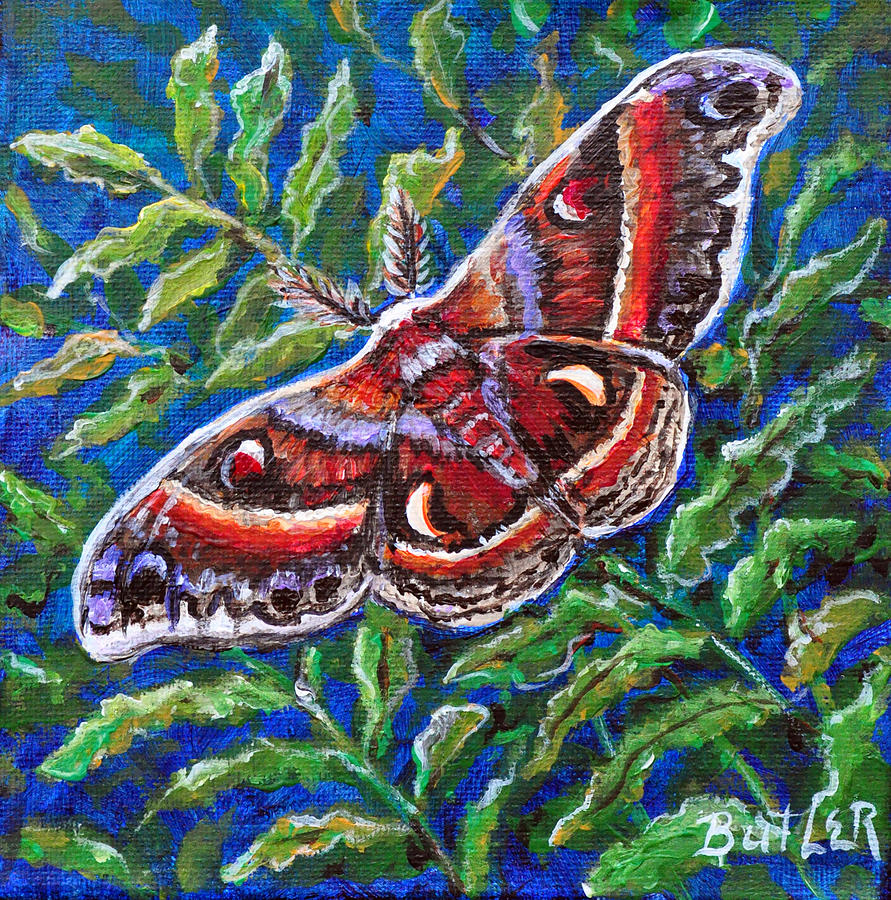 Cecropia Moth Painting by Gail Butler