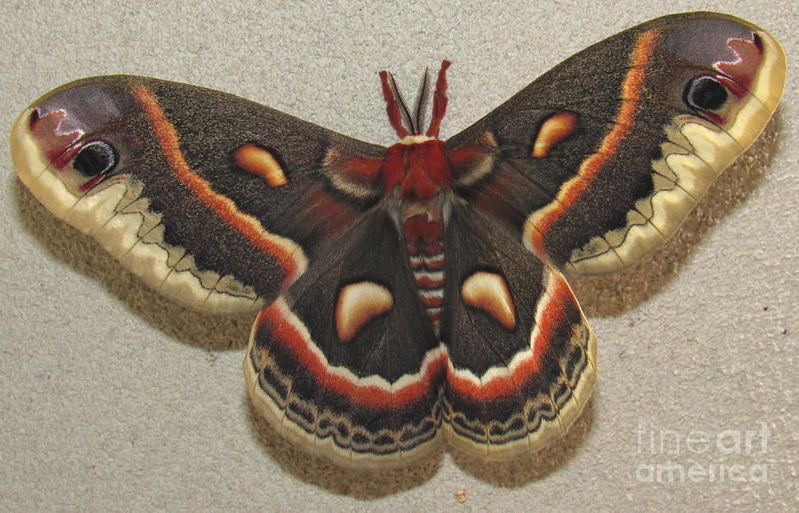 Cecropia Moth Photograph by Joshua Bales