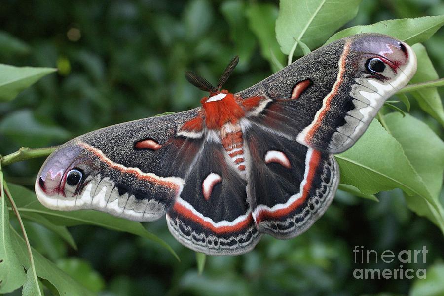 Cecropia Moth Photograph - Cecropia Moth by Matt Cormons Cecropia Moth Photograph - Cecropia Moth by Matt Cormons
