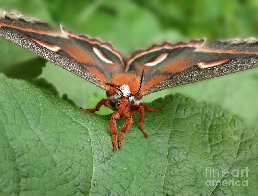 Butterfly Photograph - Cecropia by Teresa A and Preston S Cole Photography