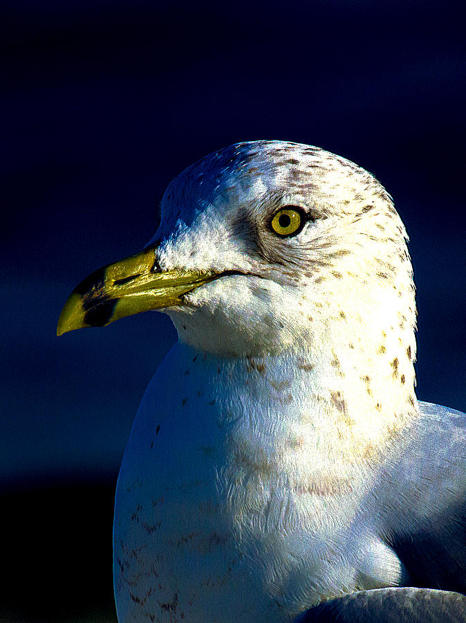 Cedar Gull IV Photograph by Jeff Kurtz