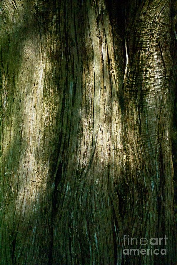 Cedar Abstract Photograph by Skip Willits