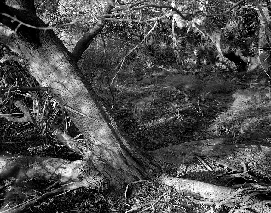 Cedar and swamp Photograph by John Simmons