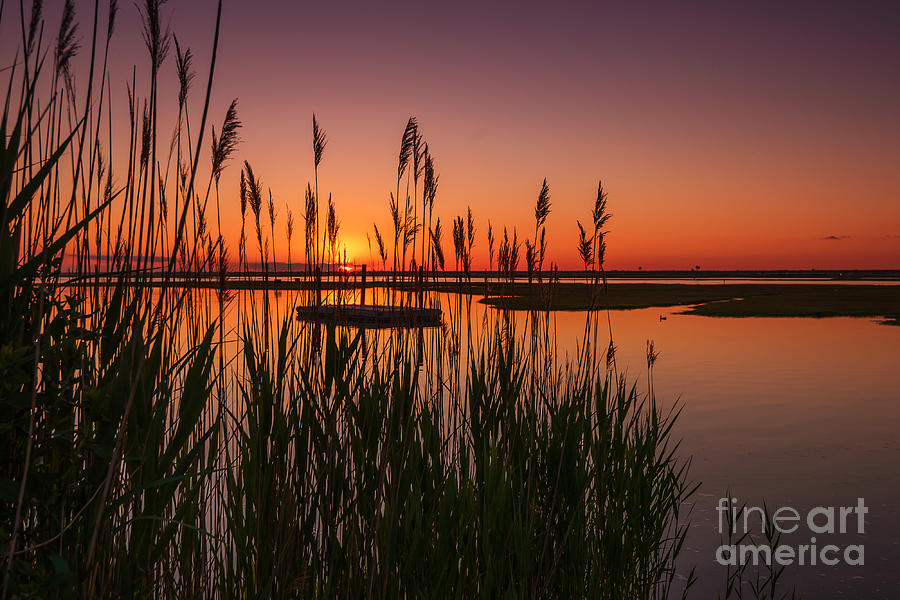 Cedar Beach Sunset in the Reeds Photograph by Alissa Beth Photography