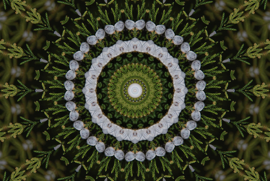 Blueberry Photograph - Cedar Berries Kaleidoscope by Robyn Stacey