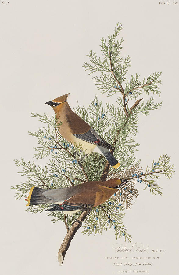 John James Audubon Painting - Cedar Bird by John James Audubon