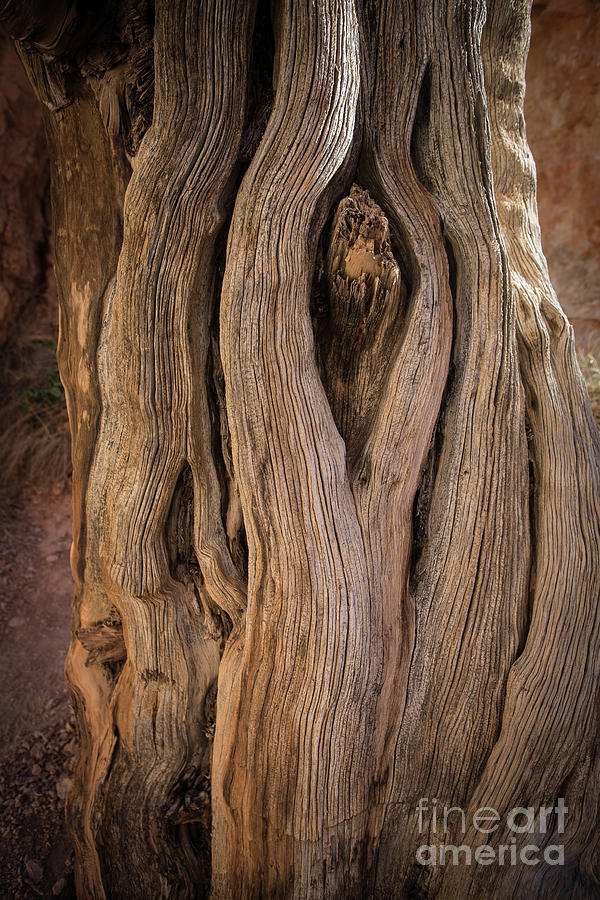 Nature Photograph - Cedar Breaks Old Bristlecone Pine Stump by Edward Fielding