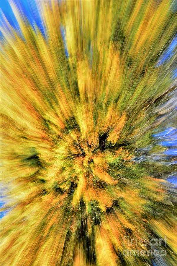Tree Photograph - Cedar Face Abstract by Dennis Nelson