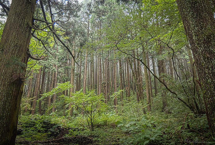 Cedar Forest Japan 2 Photograph by Rich Isaacman