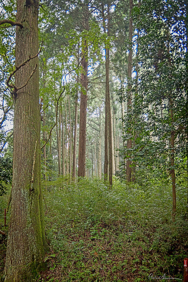 Cedar Forest Japan Photograph by Rich Isaacman