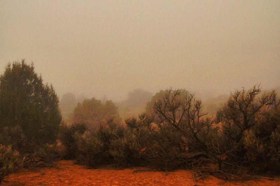 juniper fog