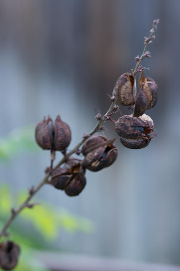 Cedar Park Texas Old Seed Pods Photograph By Jg Thompson 6053