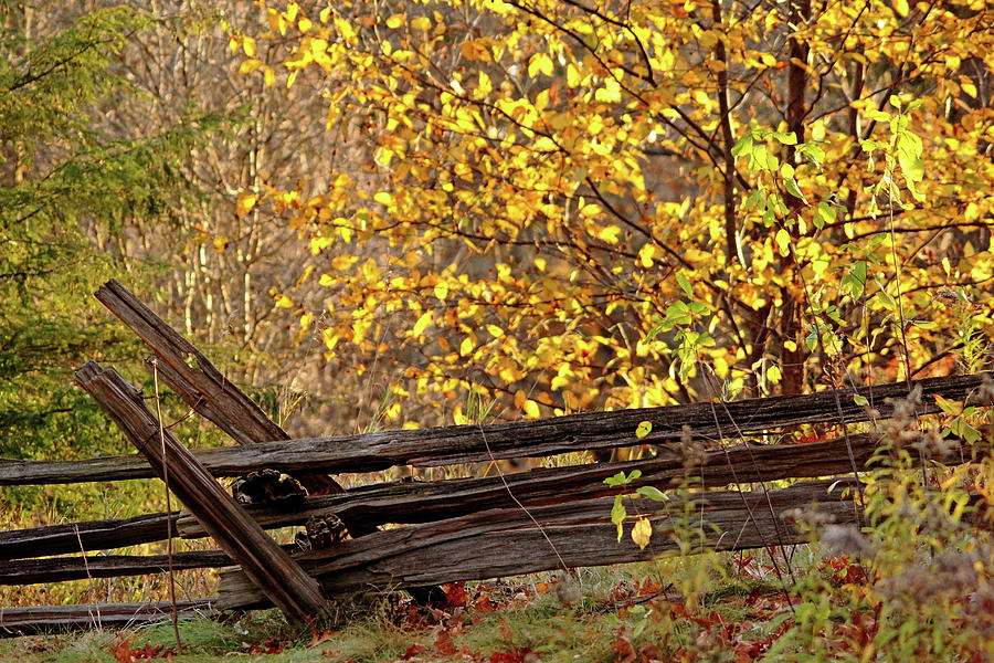 Cedar Rail Fence Autumn Photograph by Debbie Oppermann