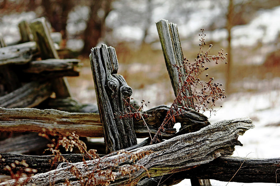 Cedar Rail Fence Photograph by Debbie Oppermann