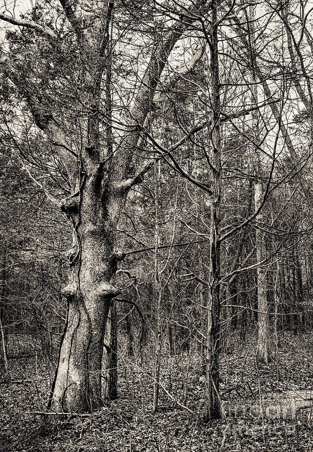 Cedar Tree Photograph by Jeff Sebaugh - Fine Art America