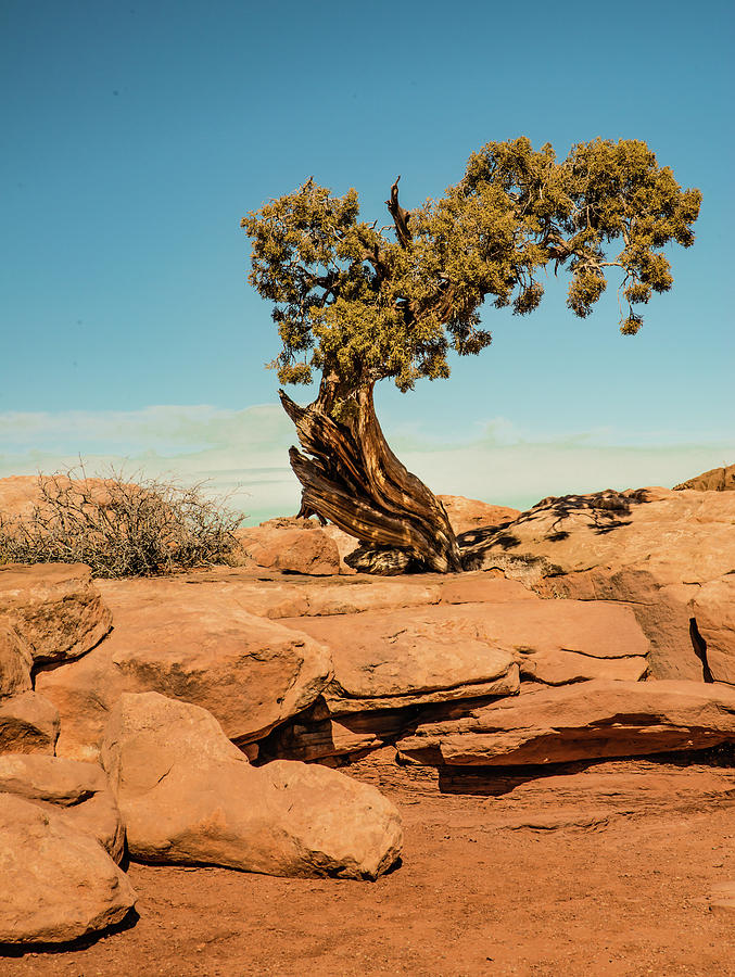 Cedar Tree Near Moab Photograph by Harry Strharsky