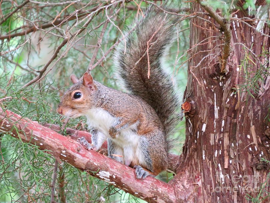 Cedar Tree Squirrel Photograph